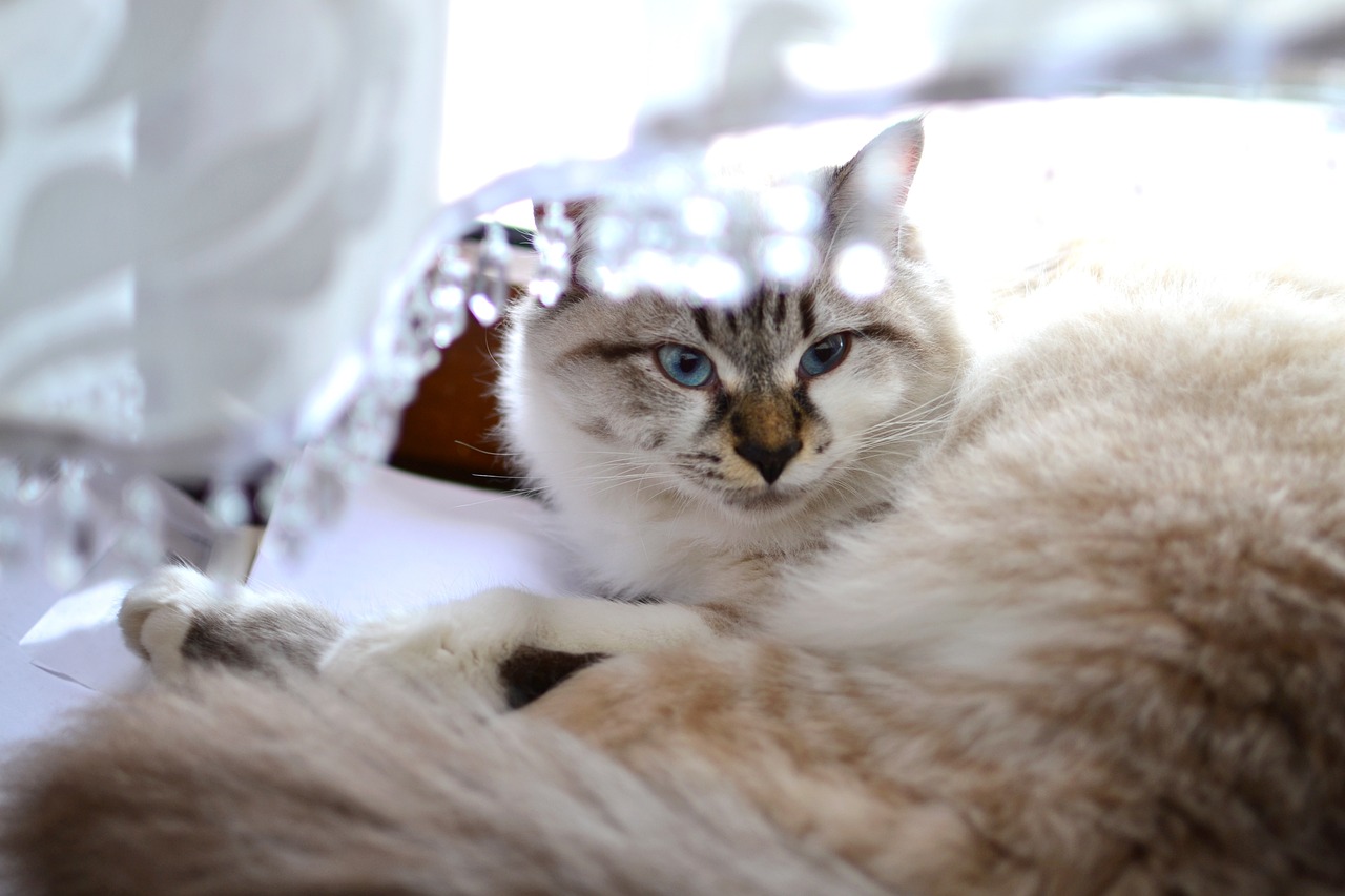 探索猫咪智慧与魅力的最新篇章，猫偲揭秘之旅